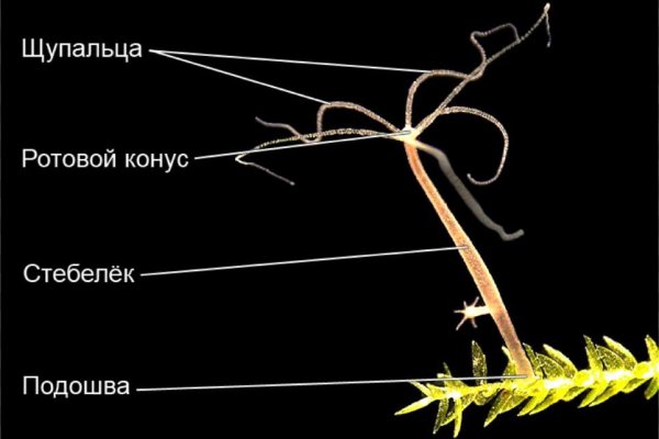 Кракен сайт kr2web in зеркало рабочее